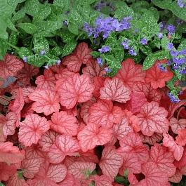 Гейхера Georgia Peach