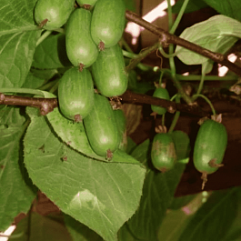 Актинидия коломикта Сентябрьская