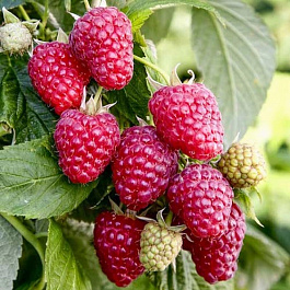 Малина ремонтантная Королевский Пингвин штамб Малина ремонтантная Королевский Пингвин штамб