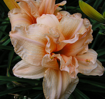 Лилейник гибридный Дабл Дрим НАБОР 2ШТ (1+1)