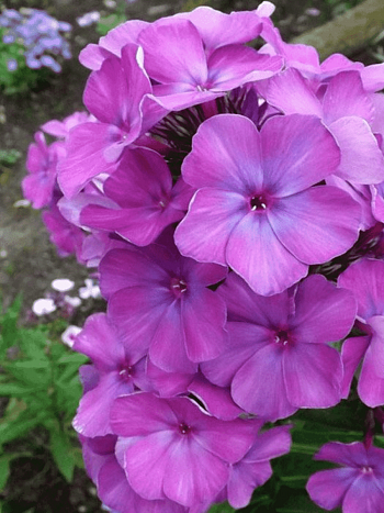 Флокс метельчатый Никольский