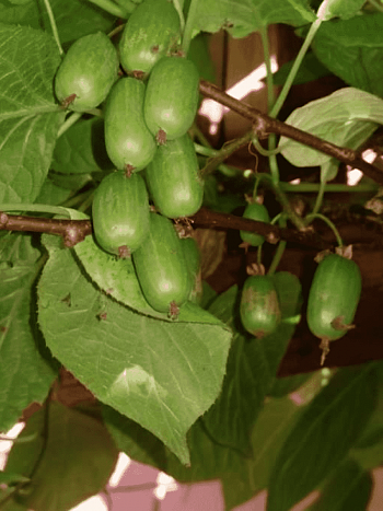 Актинидия коломикта Сентябрьская