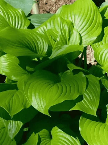 Хоста Fried Bananas