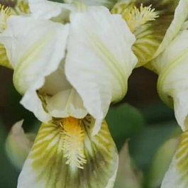 Ирис Louisiana Breeders Mix