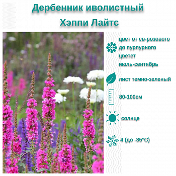 Дербенник иволистный Хэппи Лайтс