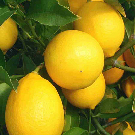 Лимон Мейера