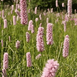 Горец змеиный