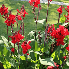 Канна гибридная Brilliant