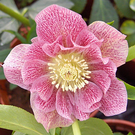 Морозник восточный Дабл Элен Пинк Споттед