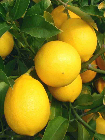 Лимон Мейера