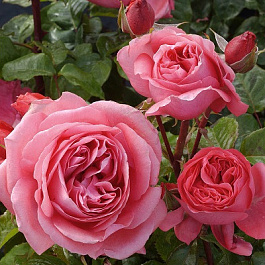 Роза Спешл Энниверсари  Штамб