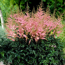 Астильба простолистная Энни Граафланд