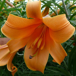 Лилия трубчатая Африкан Квин НАБОР 2ШТ (2+2)