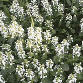 Живучка ползучая Alba