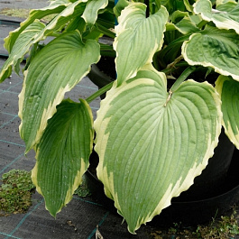 Хоста гибридная Спартак