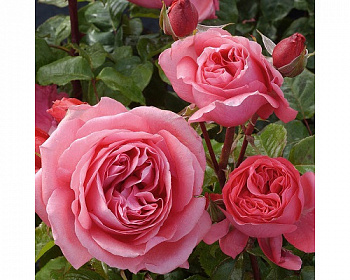 Роза Спешл Энниверсари  Штамб