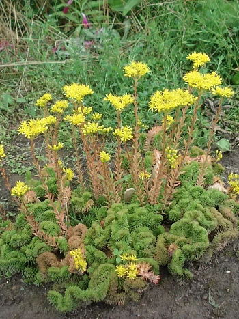 Очиток отогнутый Cristatum