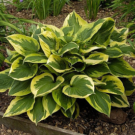 Хоста гибридная Энн НАБОР 2ШТ (1+1)