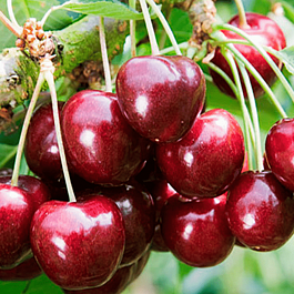 Черешня Остужевская