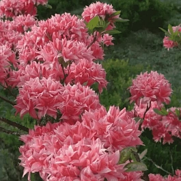 Азалия крупноцветковая Homebush