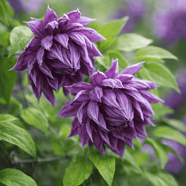Клематис Витицелла Mary Rose