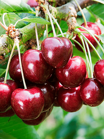 Черешня Остужевская