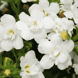 Бакопа Baristo Double White