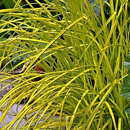 Осока пальмолистная Aurea