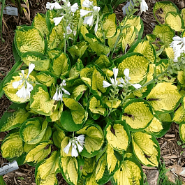 Хоста Rainforest Sunrise