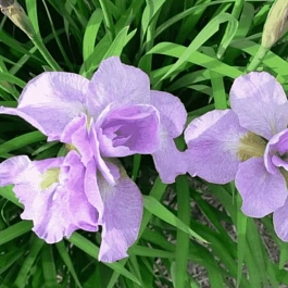 Ирис сибирский Kita-No-Seiza