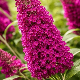 Буддлея давида  Fascinating