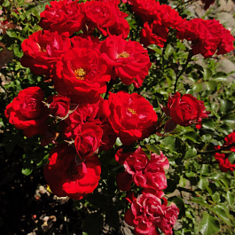 Роза спрей (миниатюрная) Таманго