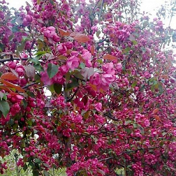 Яблоня колоновидная краснолистная Розовая сказка