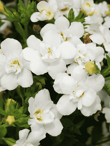 Бакопа Baristo Double White