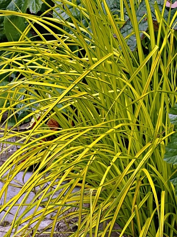 Осока пальмолистная Aurea