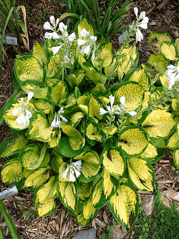 Хоста Rainforest Sunrise