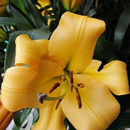 Лилия ОТ-гибрид Морини