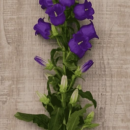 Колокольчик средний Campana Deep Blue