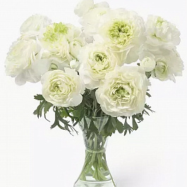 Лютик гибридный Романс Гренобль