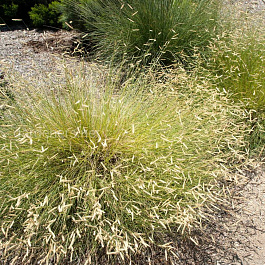 Бутелуа боковая