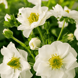 Земляника Summer Breeze Snow