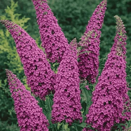 Буддлея давида Royal Red