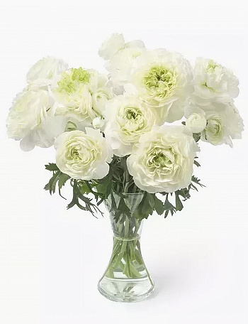 Лютик гибридный Романс Гренобль