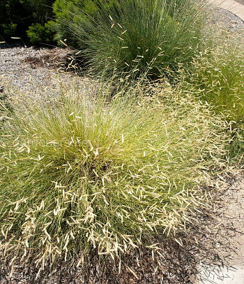 Бутелуа боковая