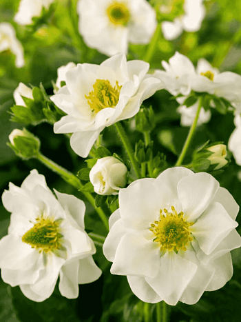 Земляника Summer Breeze Snow