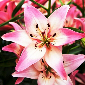 Лилия азиатская Розеллас Дрим НАБОР 2ШТ (2+2) Лилия азиатская Розеллас Дрим НАБОР 2ШТ (2+2)