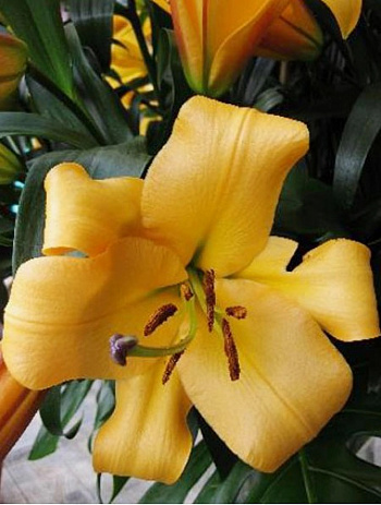 Лилия ОТ-гибрид Морини Лилия ОТ-гибрид Морини