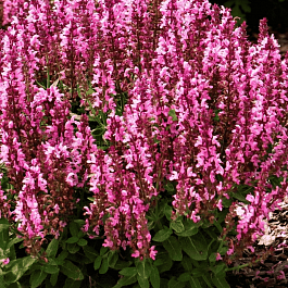 Шалфей дубравный Sensation Medium Deep Rose