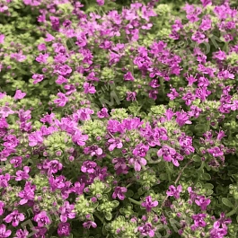 Тимьян ранний Pink Chintz