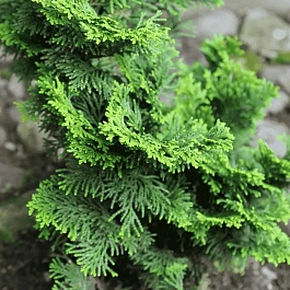 Кипарисовик тупой Brigitte